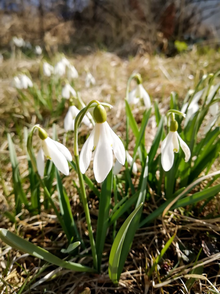 first snowdrops
