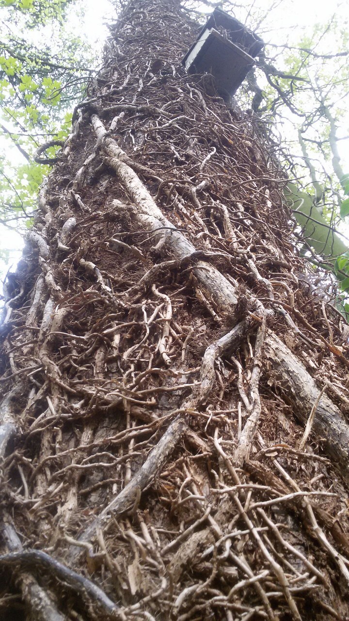 tree with ivy twines