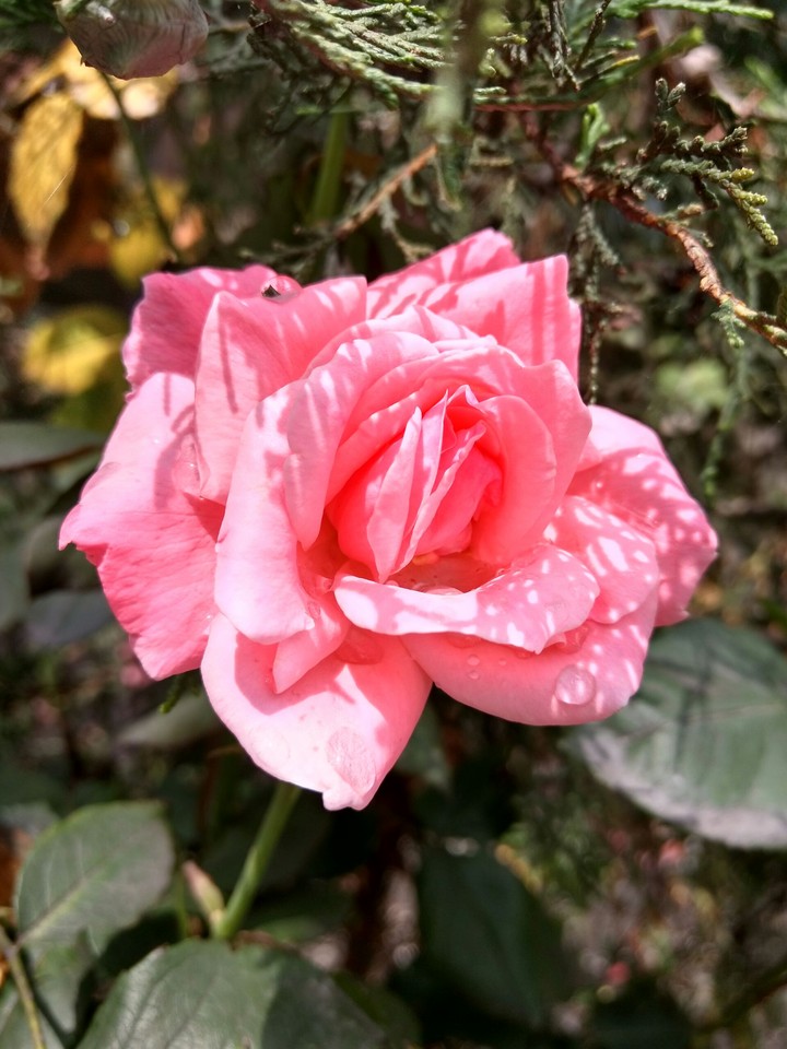 Kiss of nature