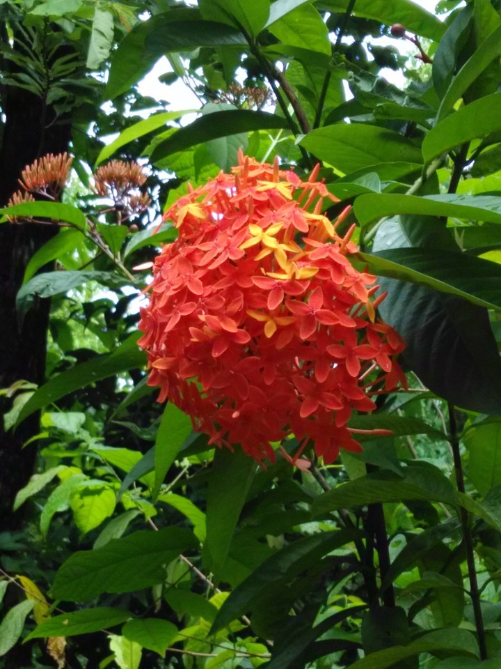 Flower Love
