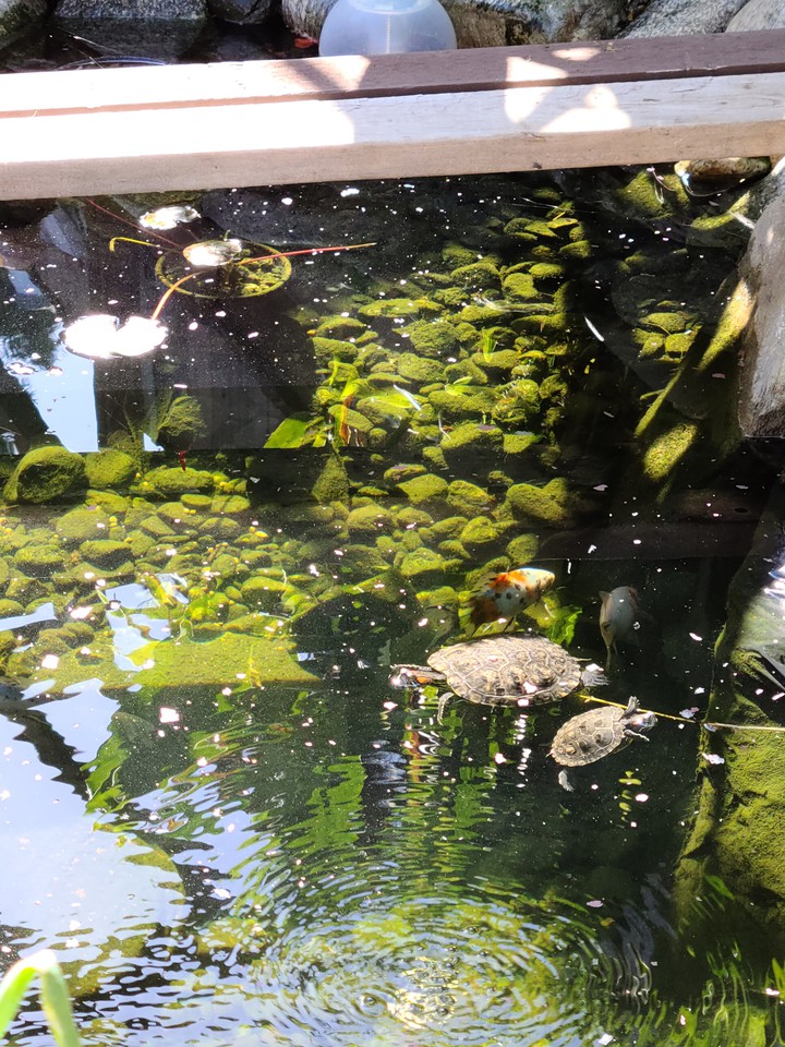 Pond Life