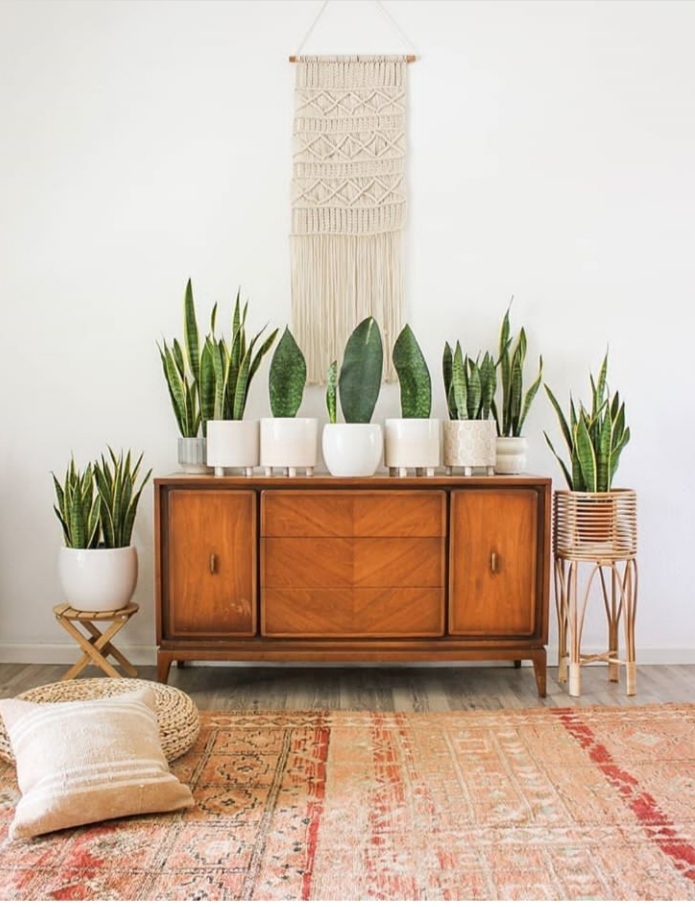 plants