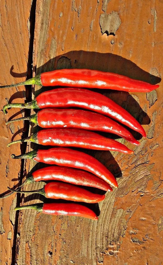 red chilli