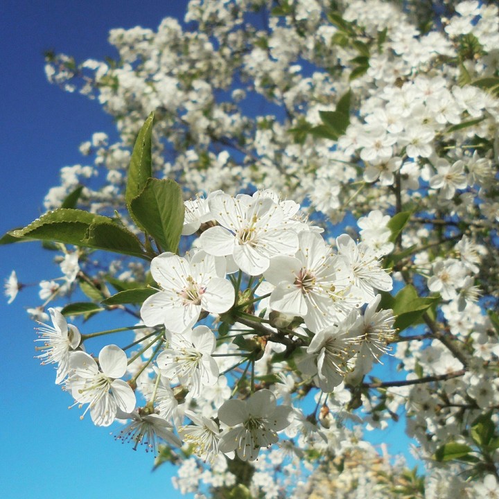 Cherry