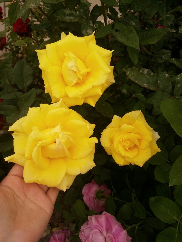 Unusual flower