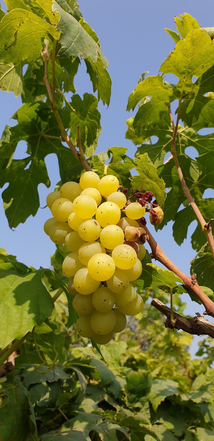Sweet grapes