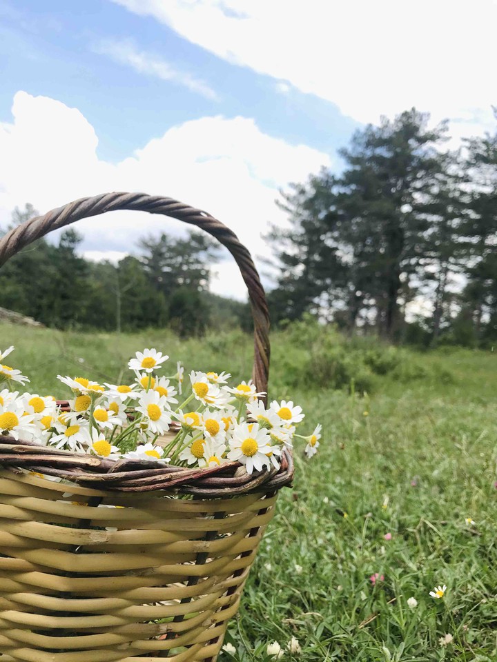 flowers and clouds
