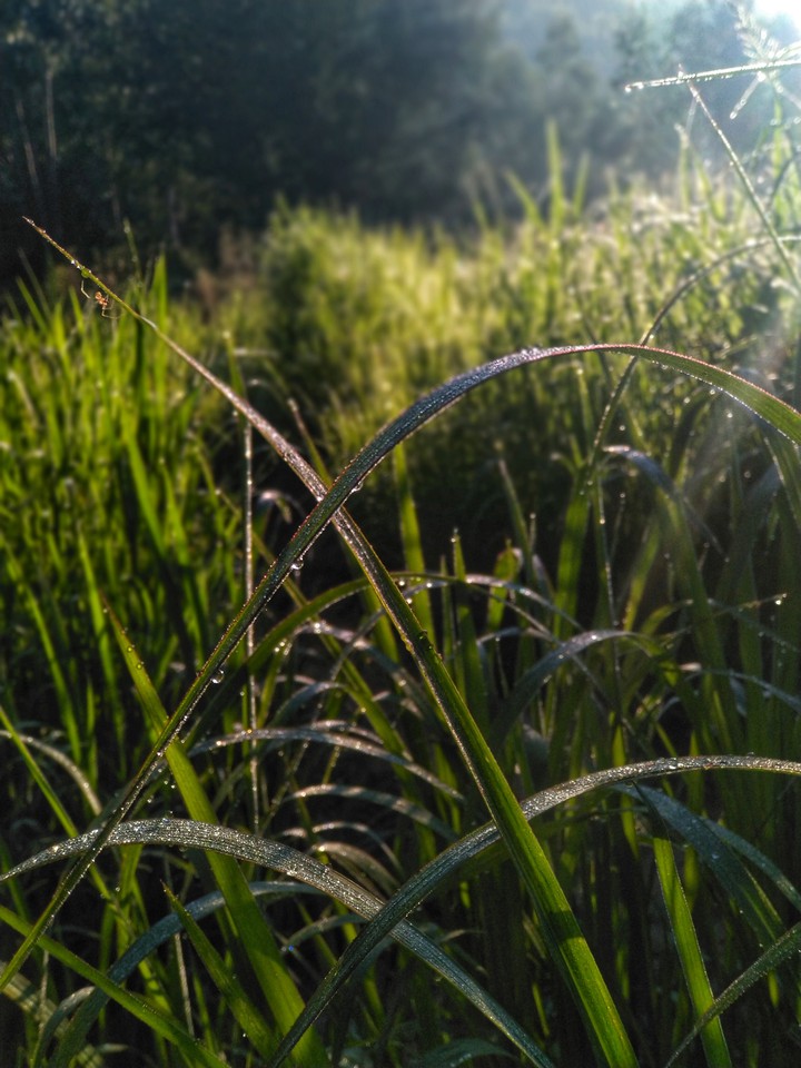 Morning dew on grass with spider