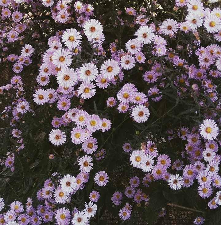Plants