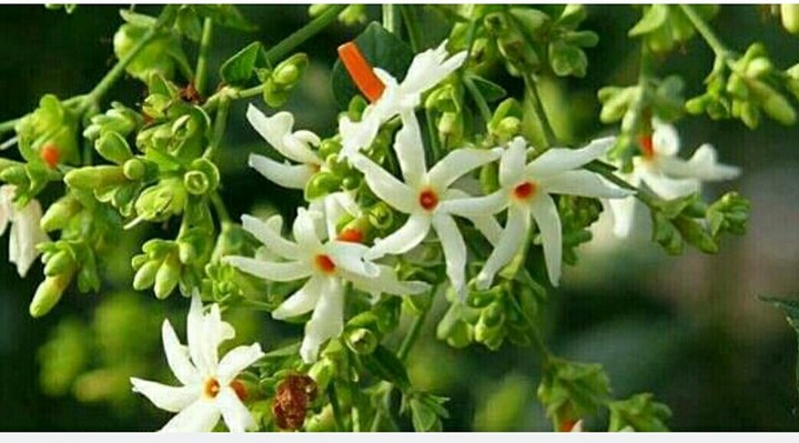 cool flower