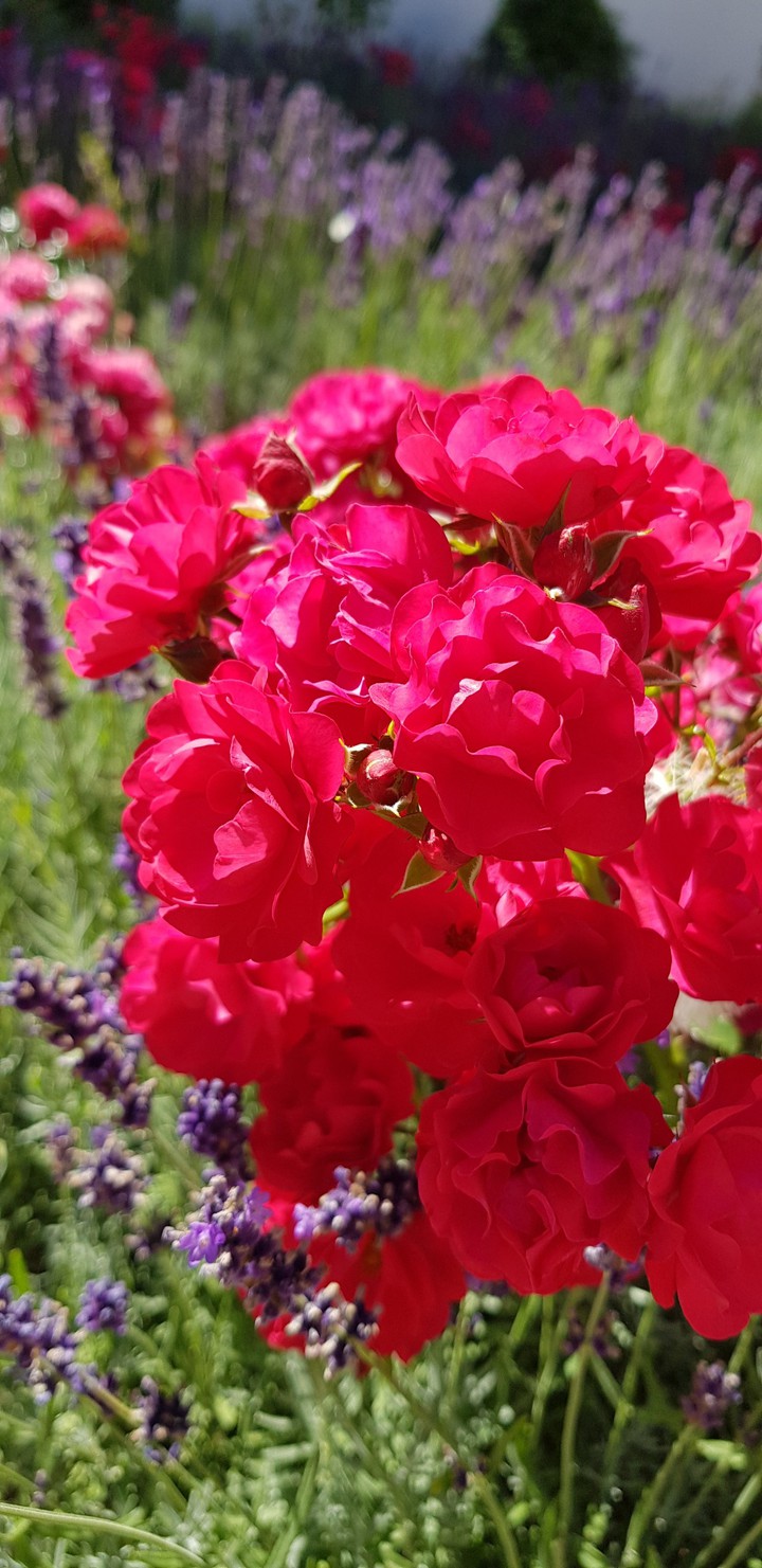 flowers