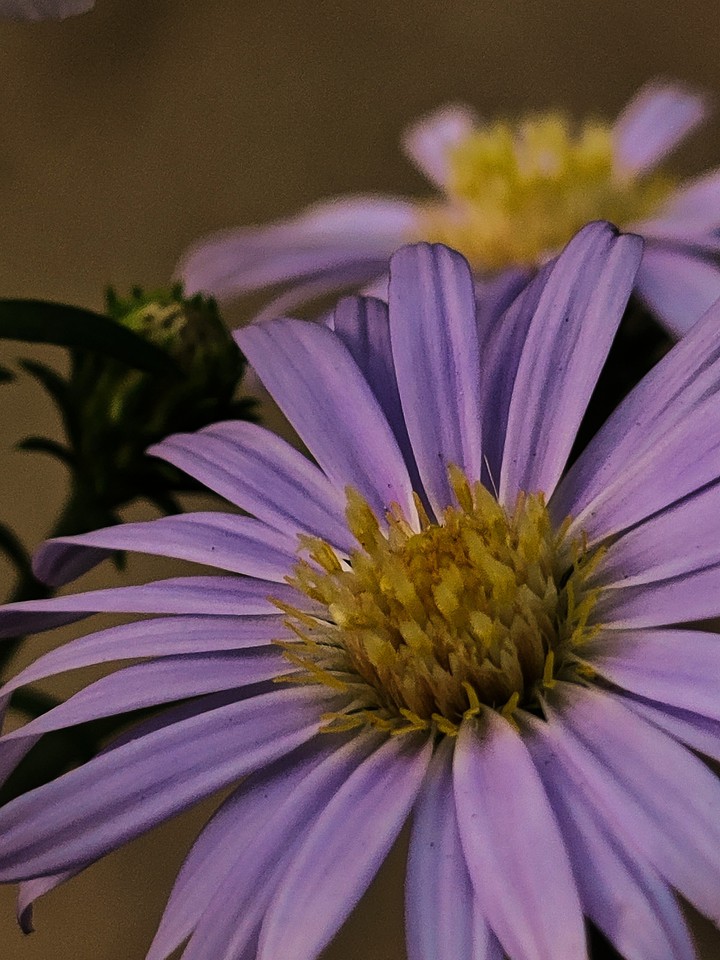 ? Purple ?