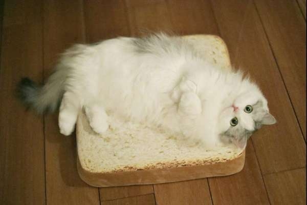 Киса