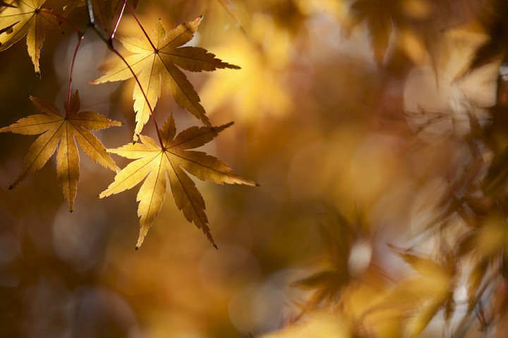 autumn