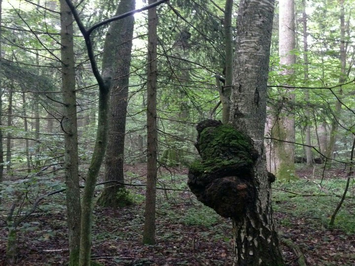 Forest