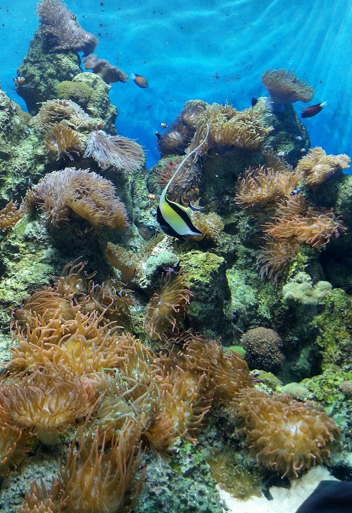 aquarium