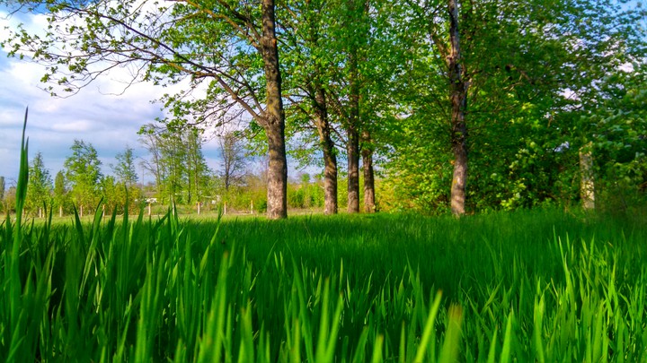 Green Esence 3