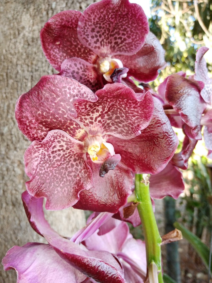 Orquídea Vanda