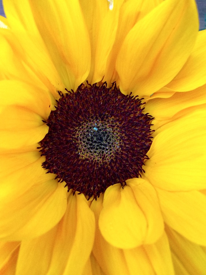 Sonnenblume ?