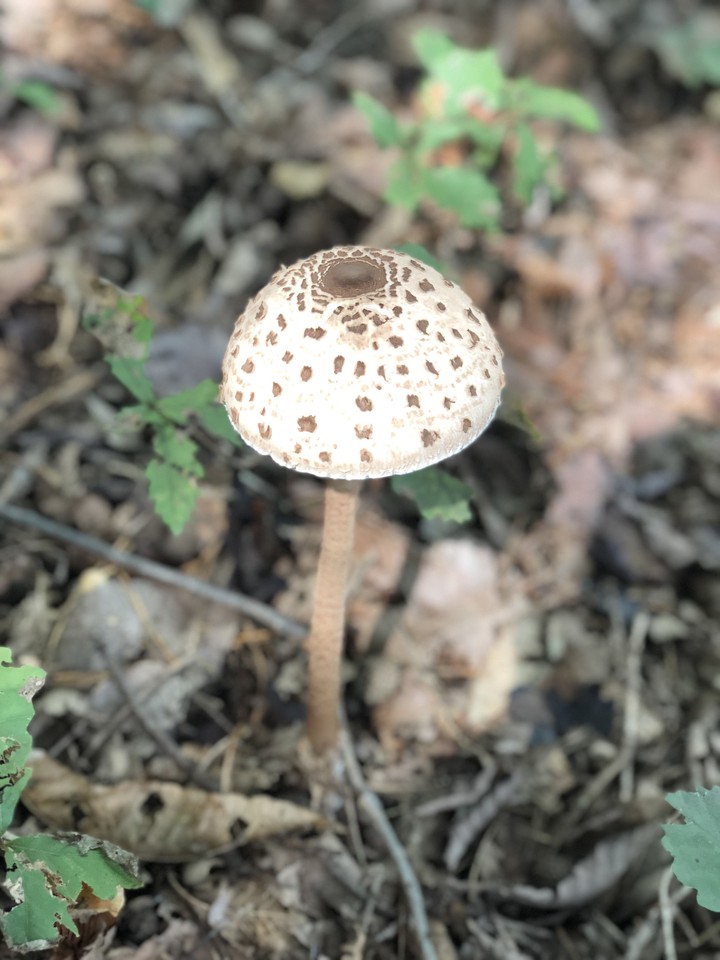 mushroom
