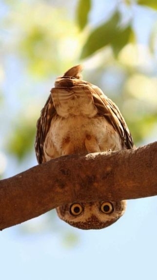 owl