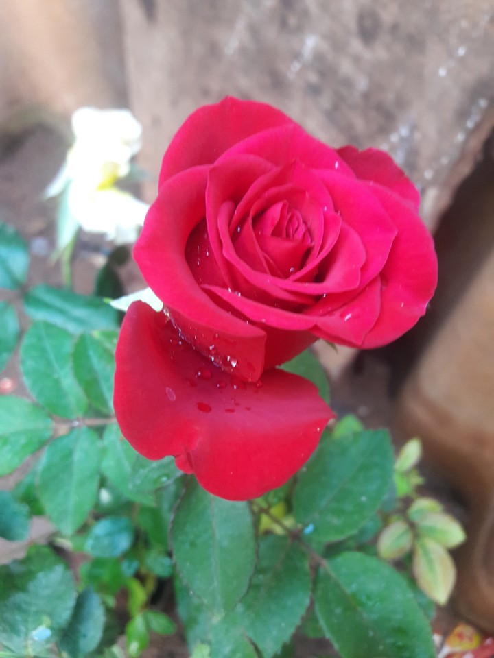 red rose