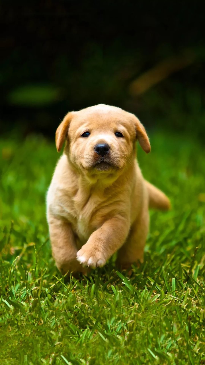 cute dog