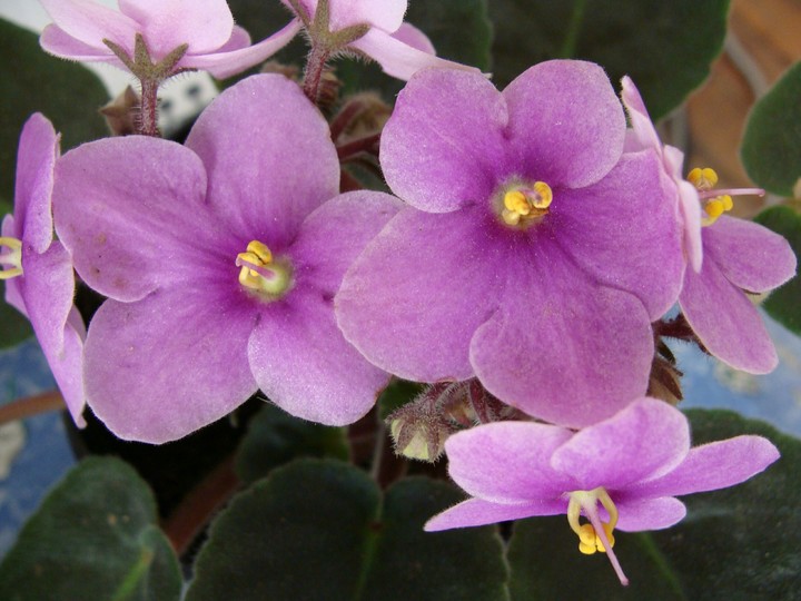 Violetas
