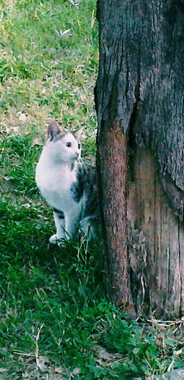 cat behind the tree