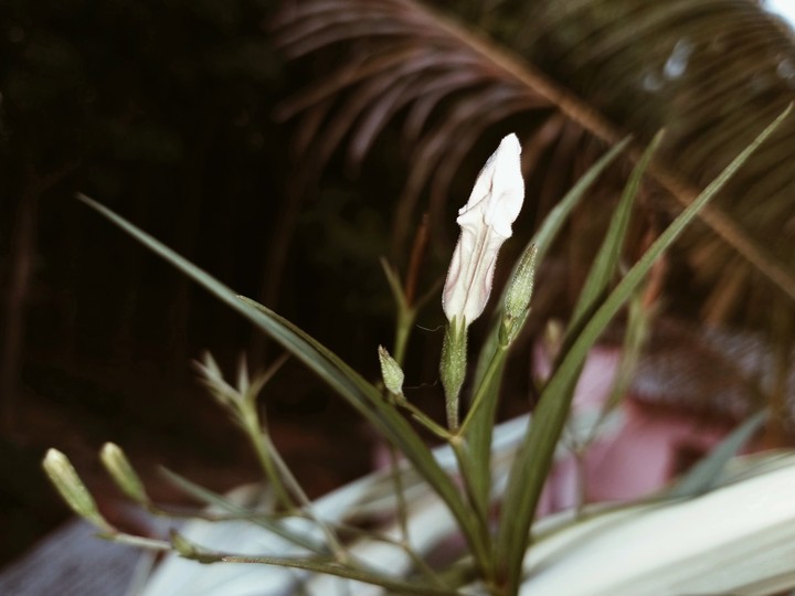 nature