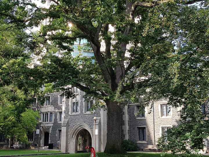 U of T