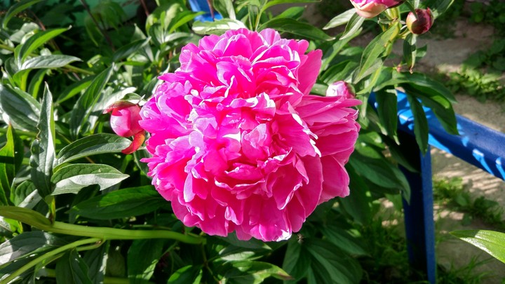 floyer
