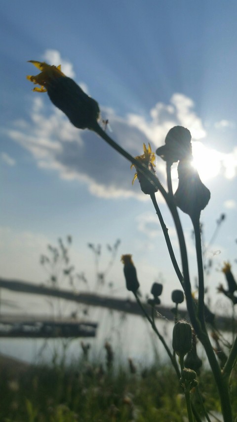 Plant pic