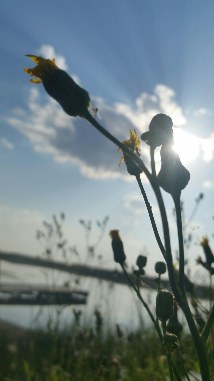Plant pic