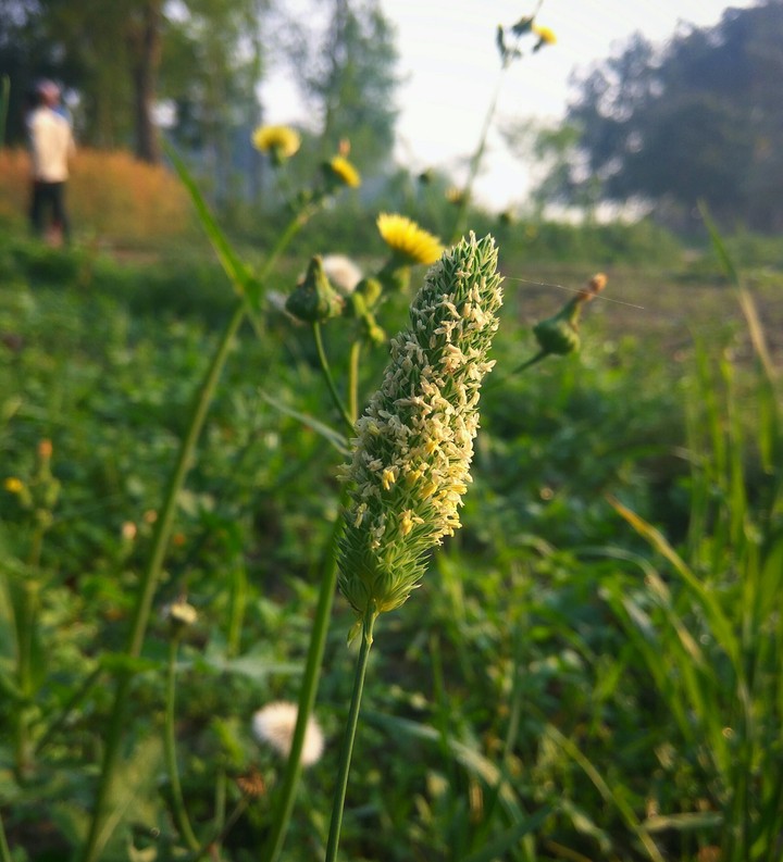 Grass flower