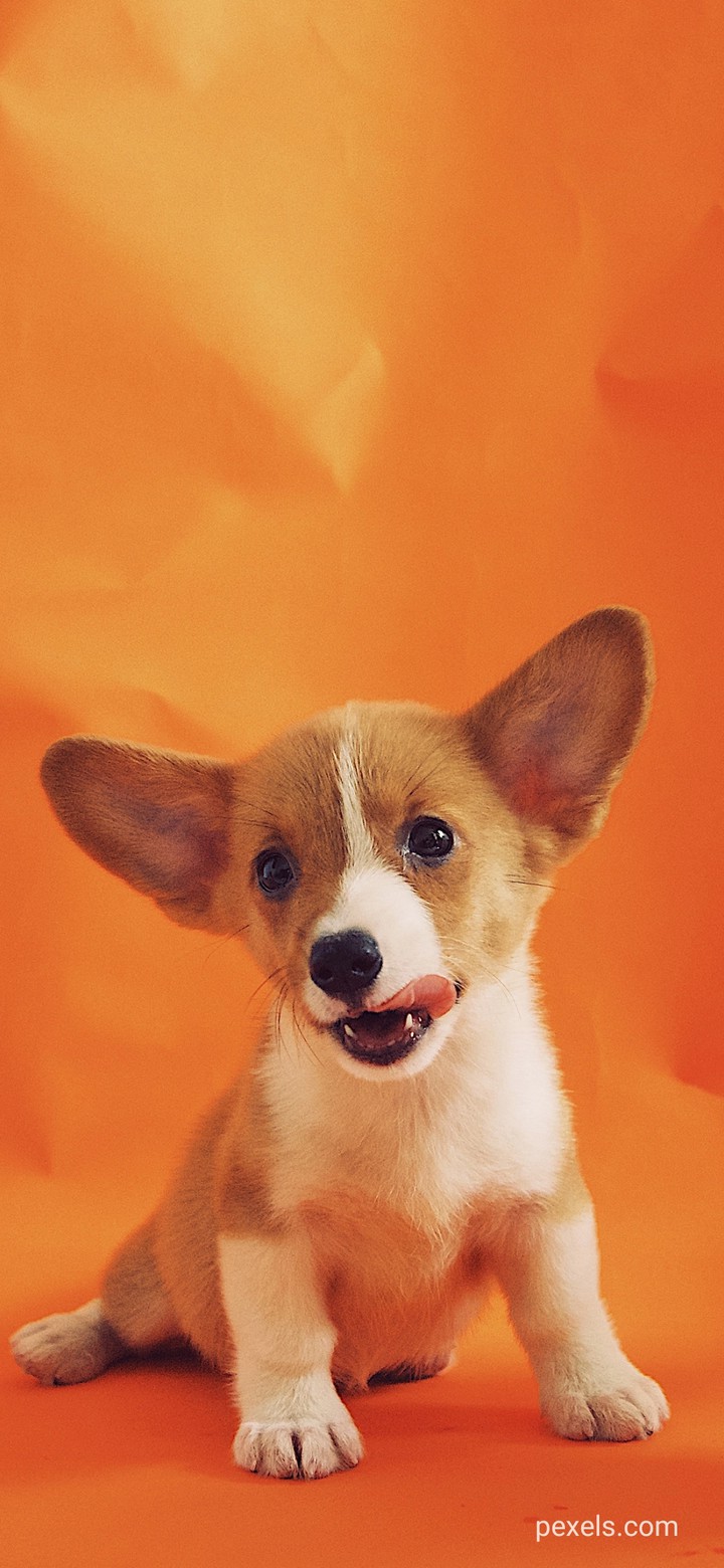 #dog
