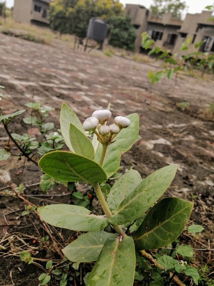 plant