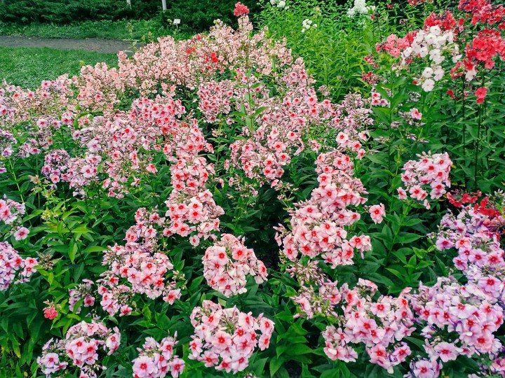 Phlox