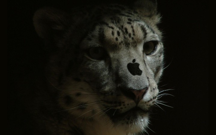 snow leopard