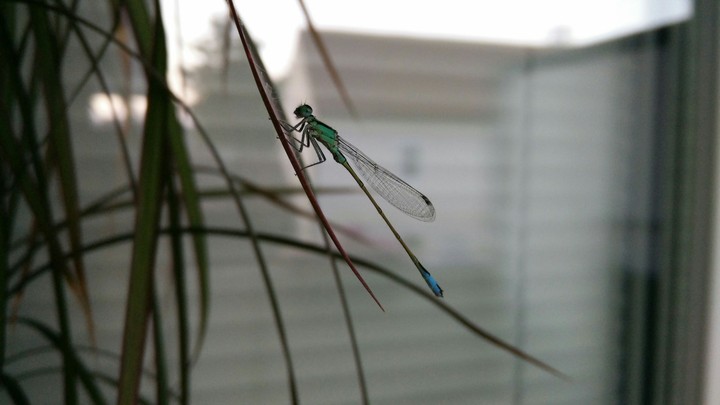 Libelle