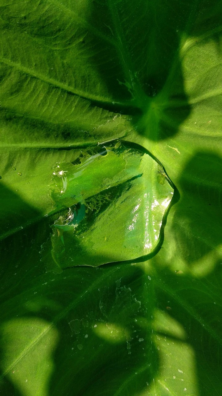 leaf water