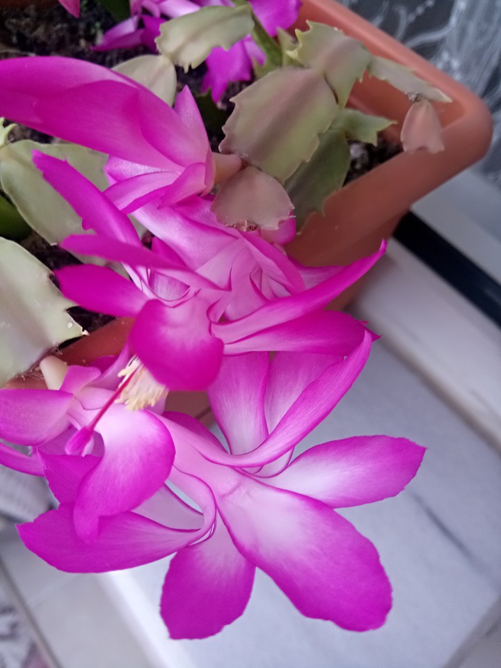 Pink