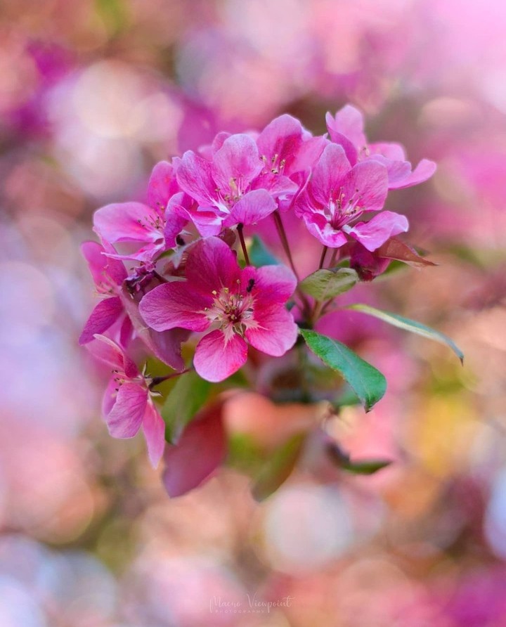 beautiful blossom...