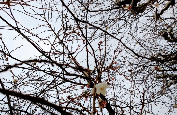 flower in winter