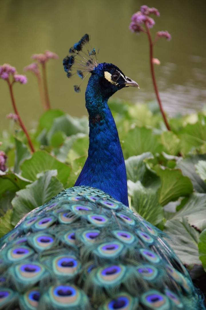 Peacock