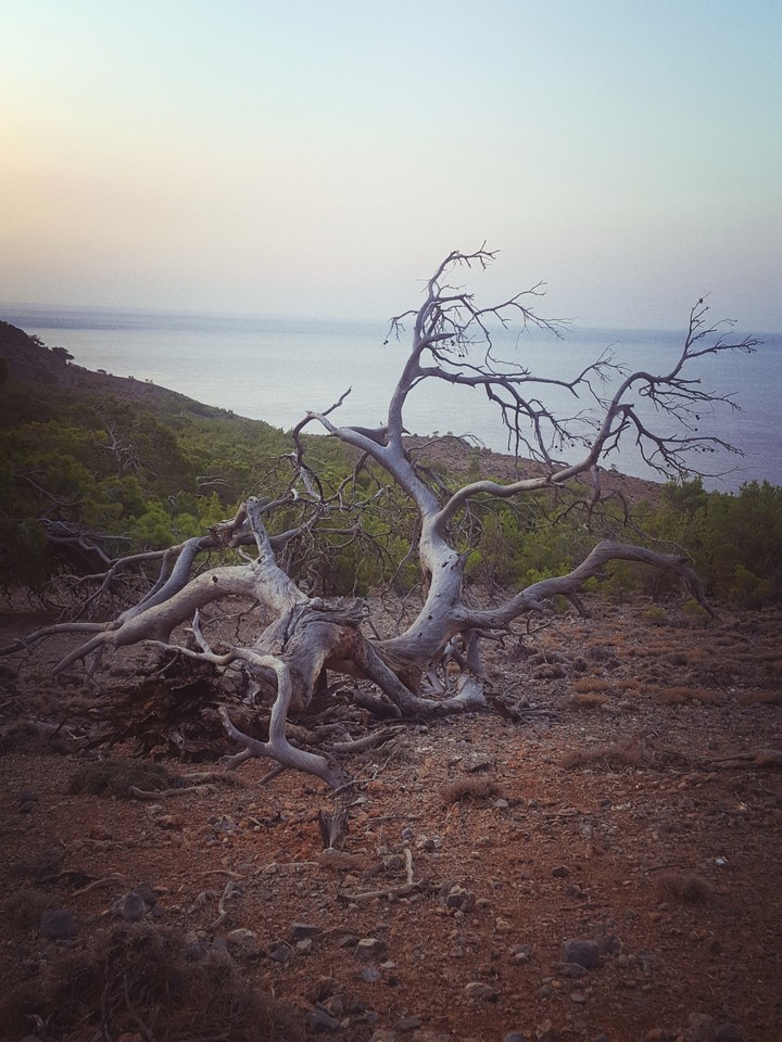 old tree, sea, nature, sky, summer, mountain, love, walk