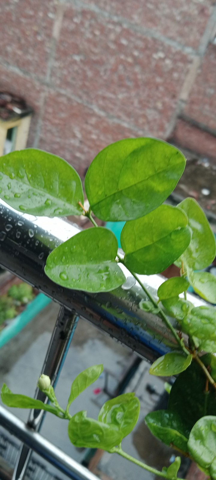 mogra plant