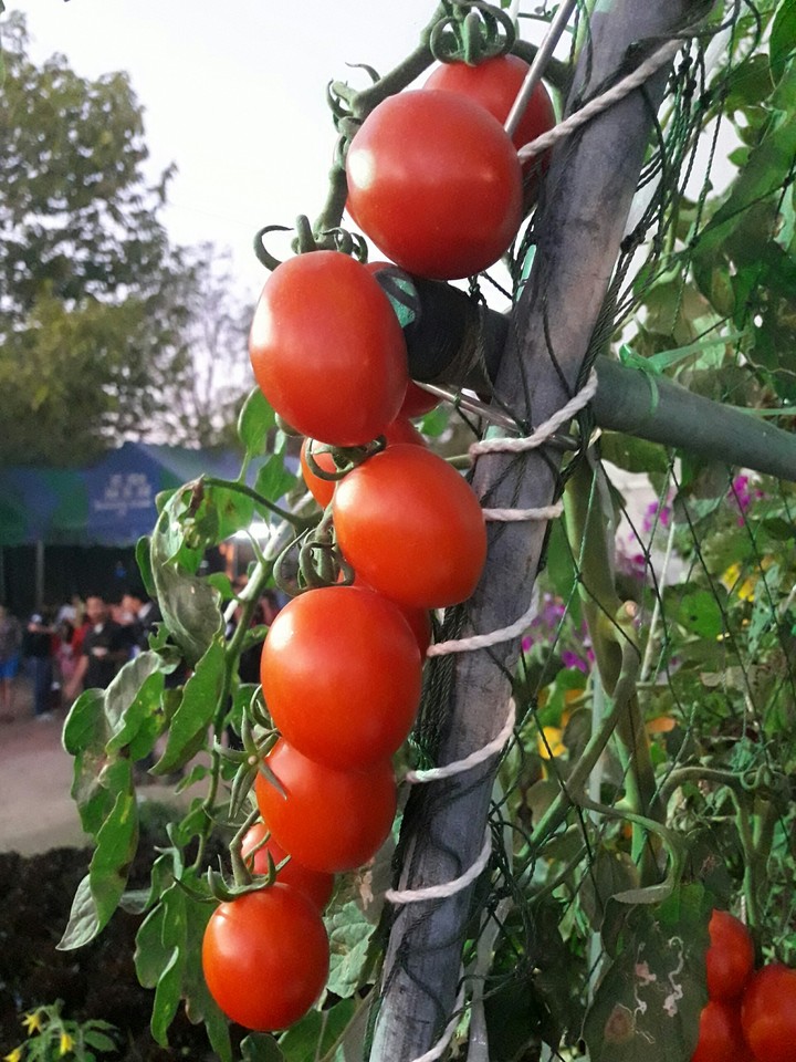 Tomatoes ❤❤