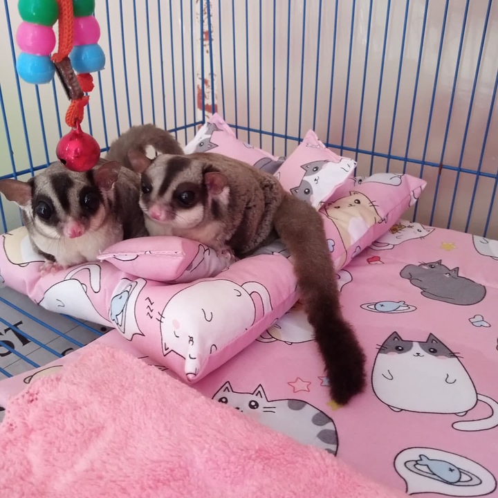 my cuties sugar gliders ❤️