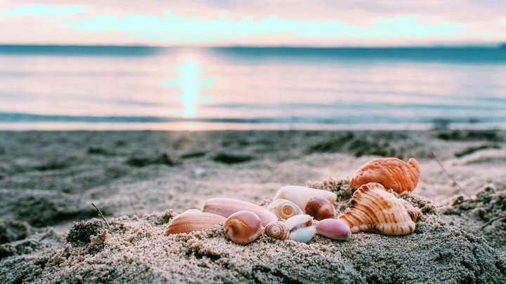 Sea sand and shells